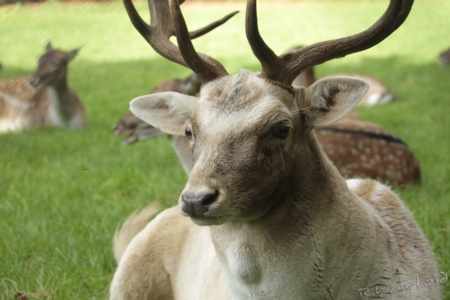 Damwild im Wildpark Duennwald 01