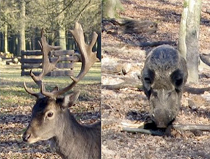 foto wildpark